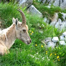 Young Alpine Ibex Royalty Free Stock Photography