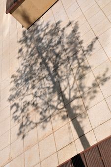 Tree Shadow Stock Photo