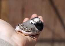 Titmouse Bird In Hand Stock Photography
