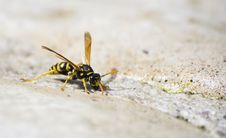Wasp Royalty Free Stock Image