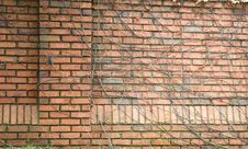 Vine Covered Brick Royalty Free Stock Photo Vine Covered Brick Royalty Free Stock Photo