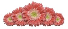 Row Of Daisies Stock Photos Row Of Daisies Stock Photos