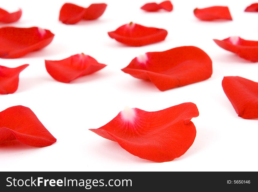 Petals isolated on a white background