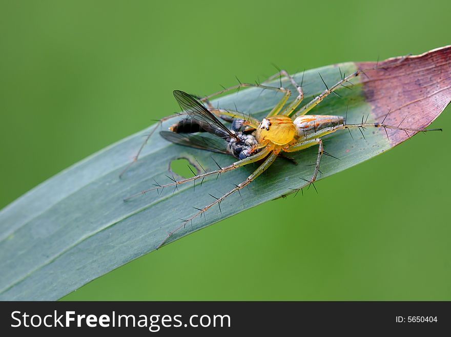 The color spider hunting with a fly.