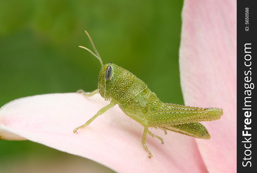 A light green grasshopper is ready to launch from his pink petal.
