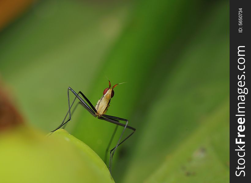 A weird looking insect at close up. A weird looking insect at close up