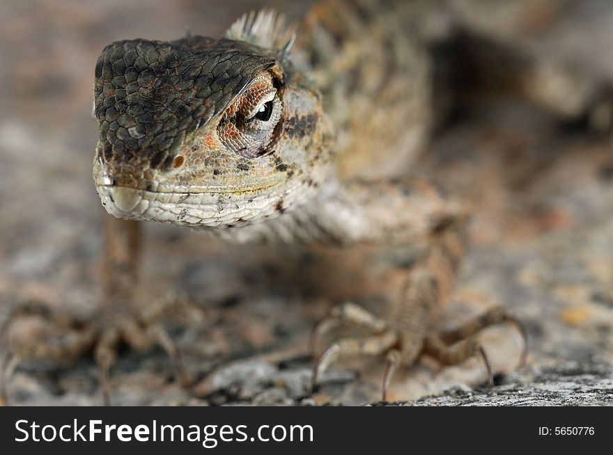 A portrait shot of a chameleon. A portrait shot of a chameleon