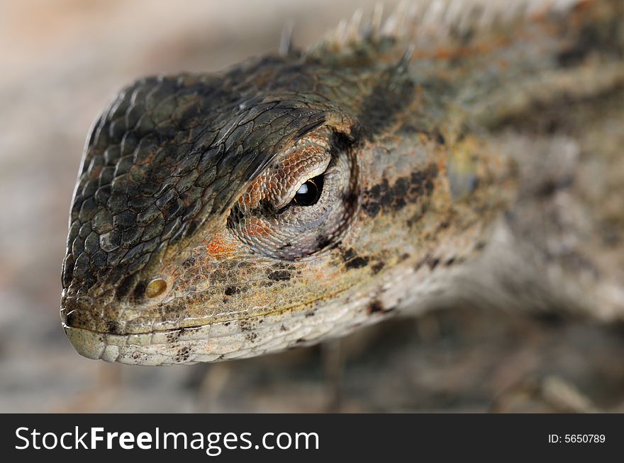A picture of a chameleon with catchlight in its eyes. A picture of a chameleon with catchlight in its eyes
