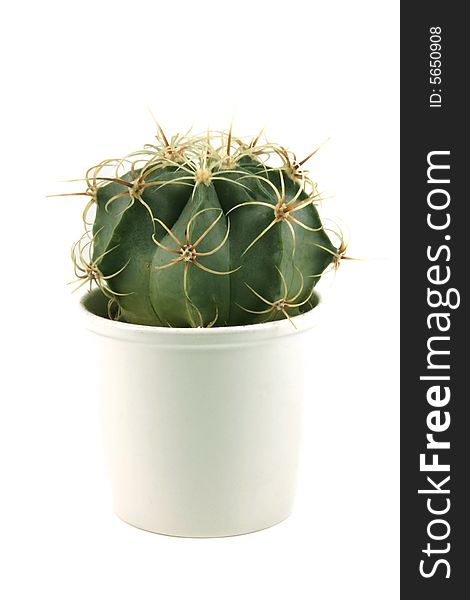 Small cactus on white background