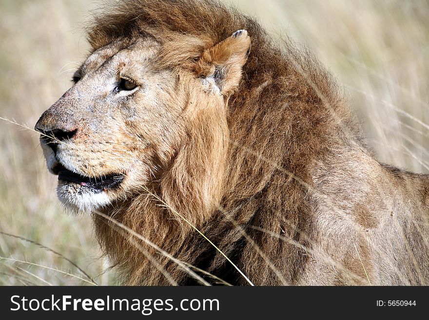 Majestic lion head in the grass in the Masai Mara Reserve in Kenya