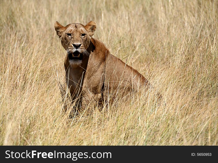 Lion cub sitting in the grass