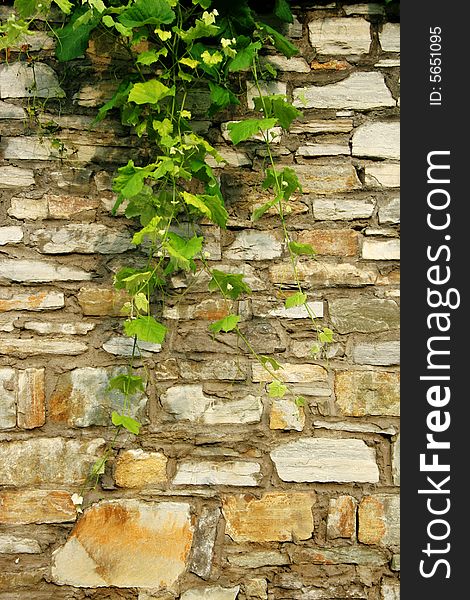Old stone wall with branches of grapes. Old stone wall with branches of grapes