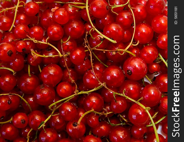 Redcurrant berry fruit close-up shoot
