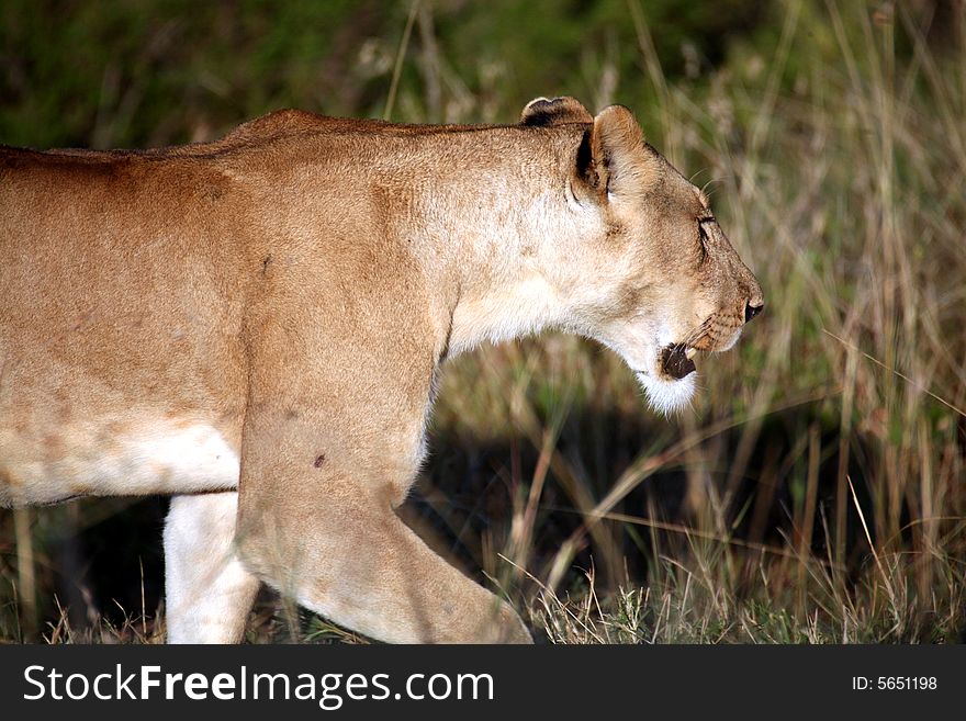 Lioness walking through the grass in the Masai Mara Reserve in Kenya