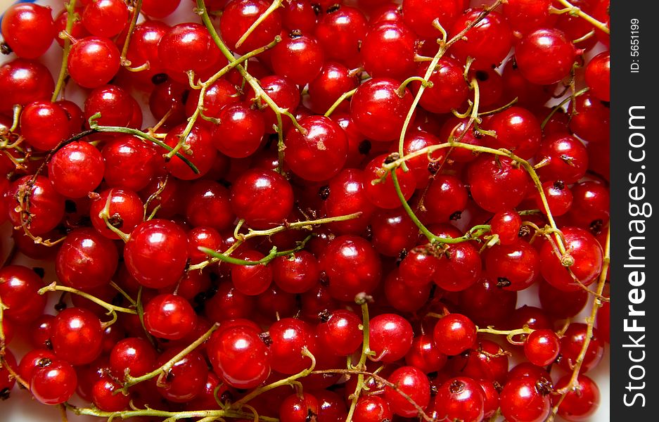 Redcurrant berry fruit close-up shoot