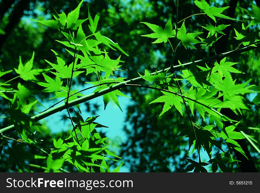 Leaves of a branch of the tree are all highlighted by the sunshine. Leaves of a branch of the tree are all highlighted by the sunshine.