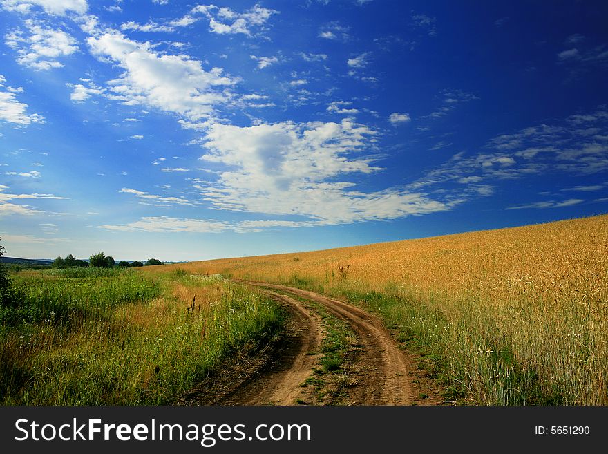 An image of a lane amongst yellow field. An image of a lane amongst yellow field