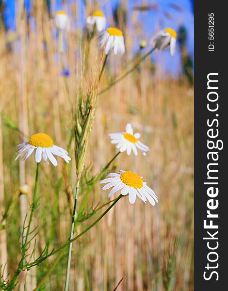 An image of field with white daisy