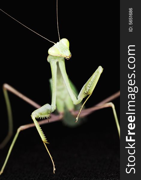 Close up of a Giant Asian Praying Mantis (Hierodula membranacea ) against black background.