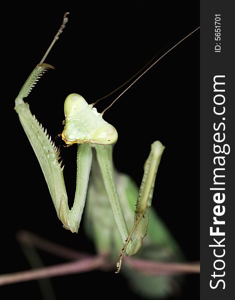 Close up of a Giant Asian Praying Mantis (Hierodula membranacea ) against  black background.