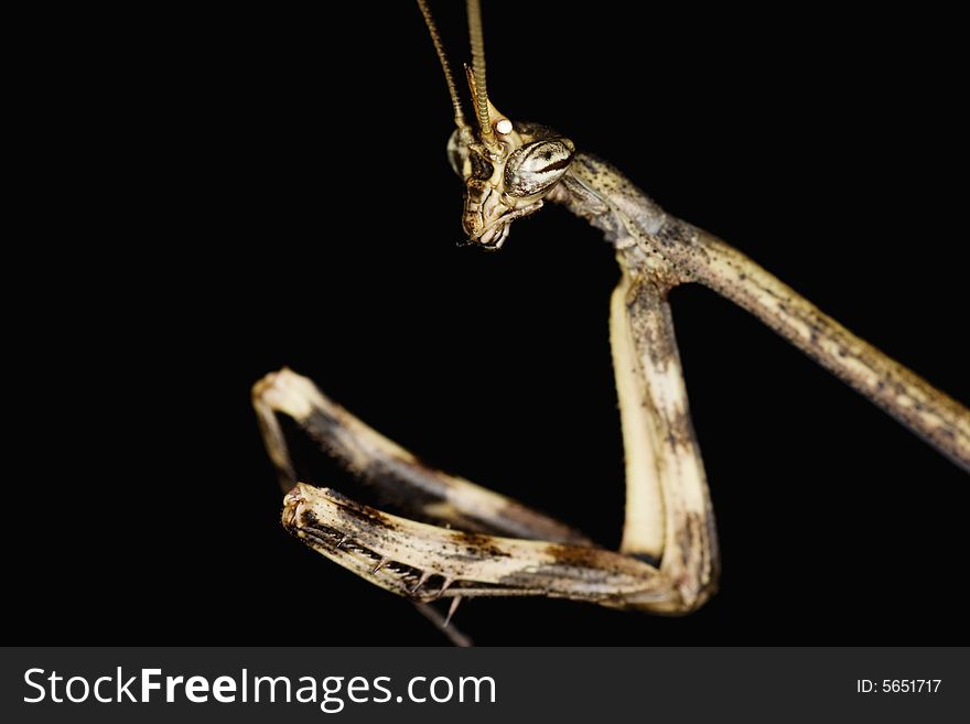 Close-up of a Texas Unicorn Mantis (Phyllovates chlorophaea ) against black background.