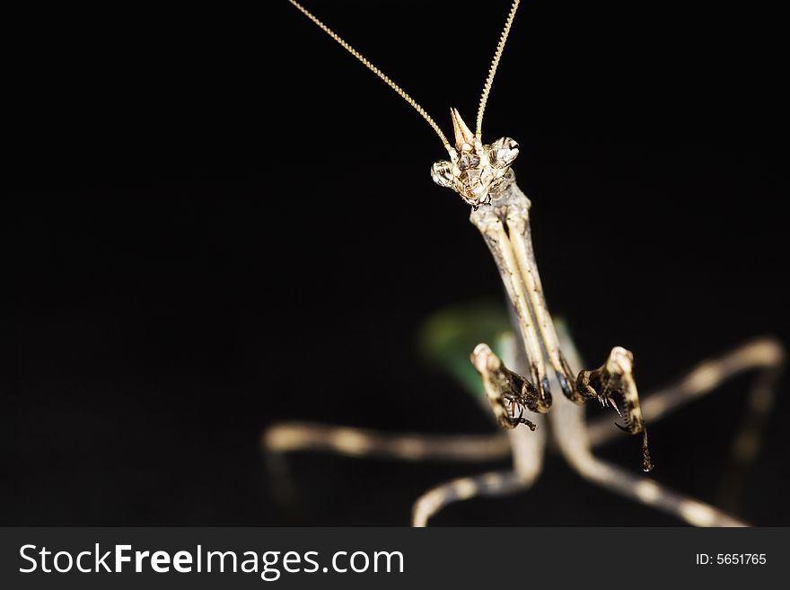 Close-up of a Texas Unicorn Mantis (Phyllovates chlorophaea ) against black background.