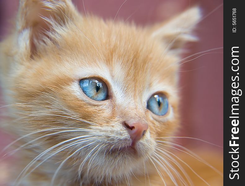 Fluffy red kitten with blue eyes looking at something