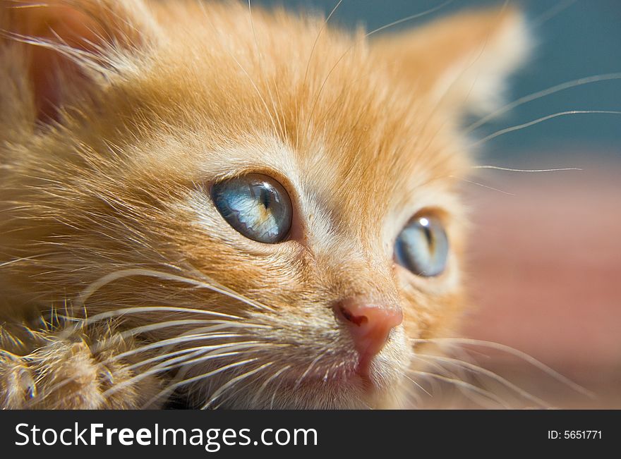 Fluffy red kitten with blue eyes looking at something