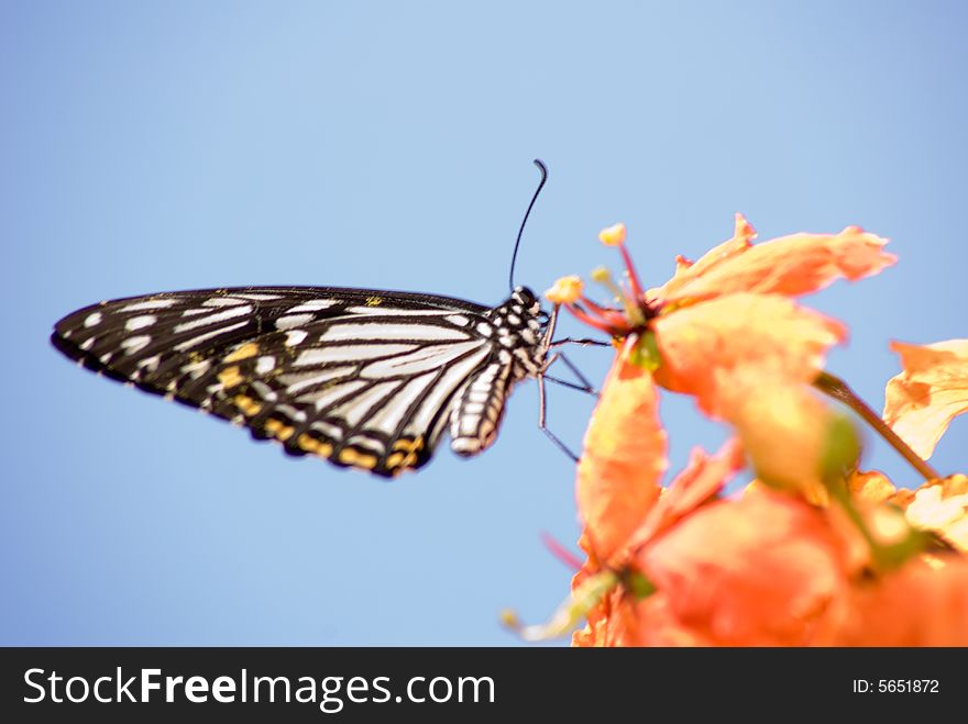 A butterfly stops and stands on orange petals in natural setting, wildlife of singapore. A butterfly stops and stands on orange petals in natural setting, wildlife of singapore