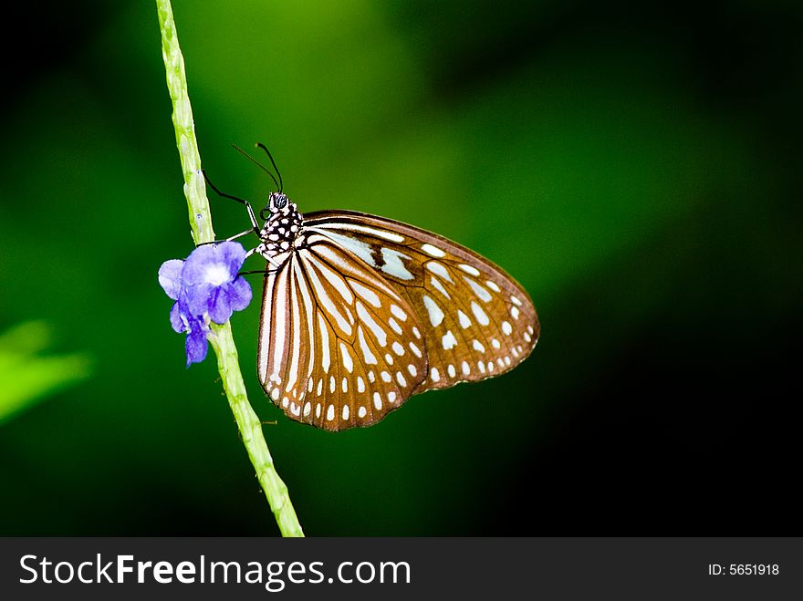 A butterfly stops and stands on orange petals in natural setting, wildlife of singapore. A butterfly stops and stands on orange petals in natural setting, wildlife of singapore