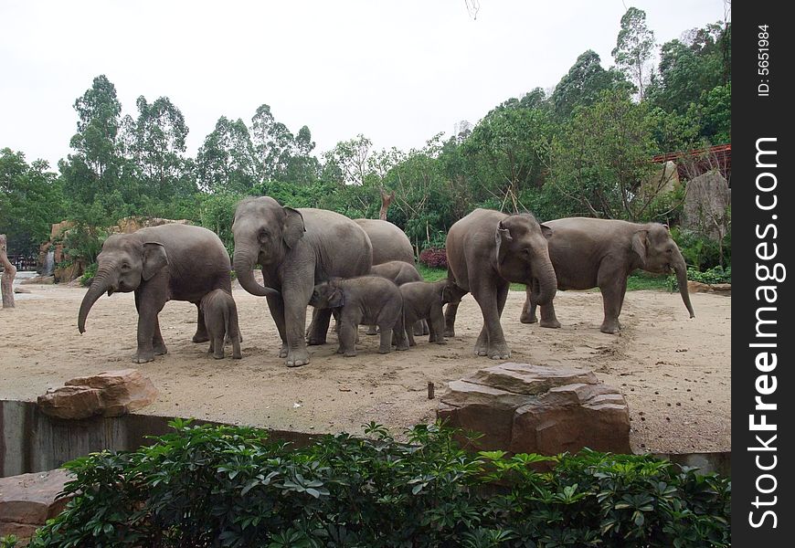 The elephants and their children are playing together happily.They are human good friend.We should protect them.