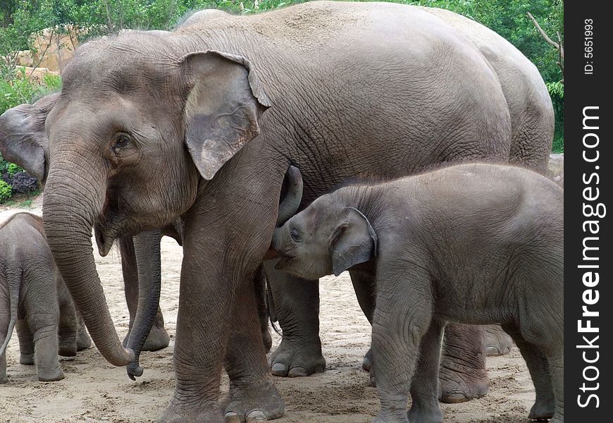 The elephants and their children are playing together happily.They are human good friend.We should protect them.