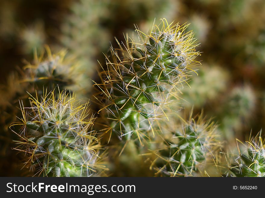 Close view of green cactus