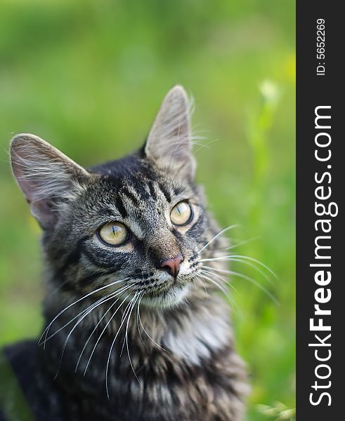 Striped cat at green grass background