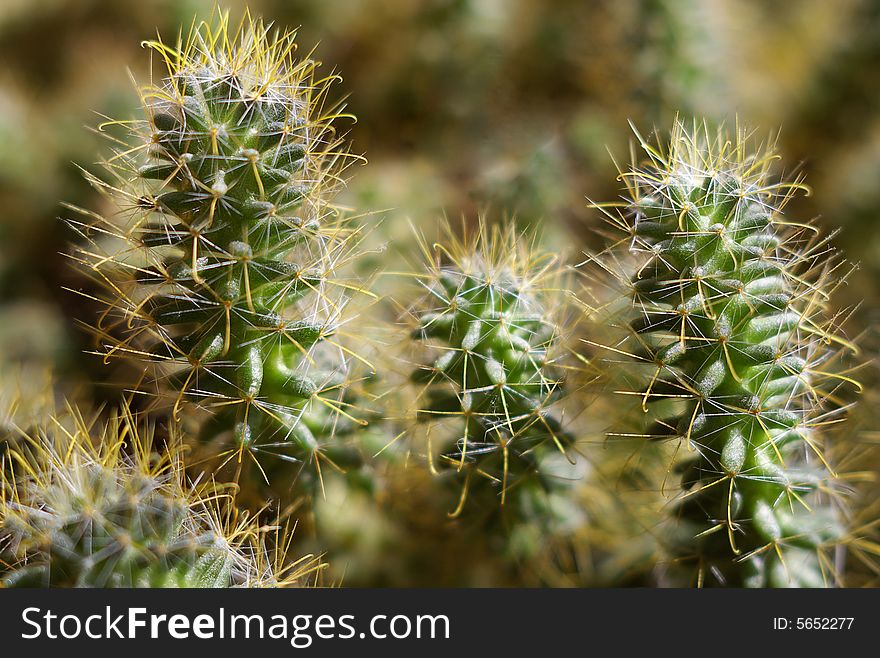 Close view of green cactus