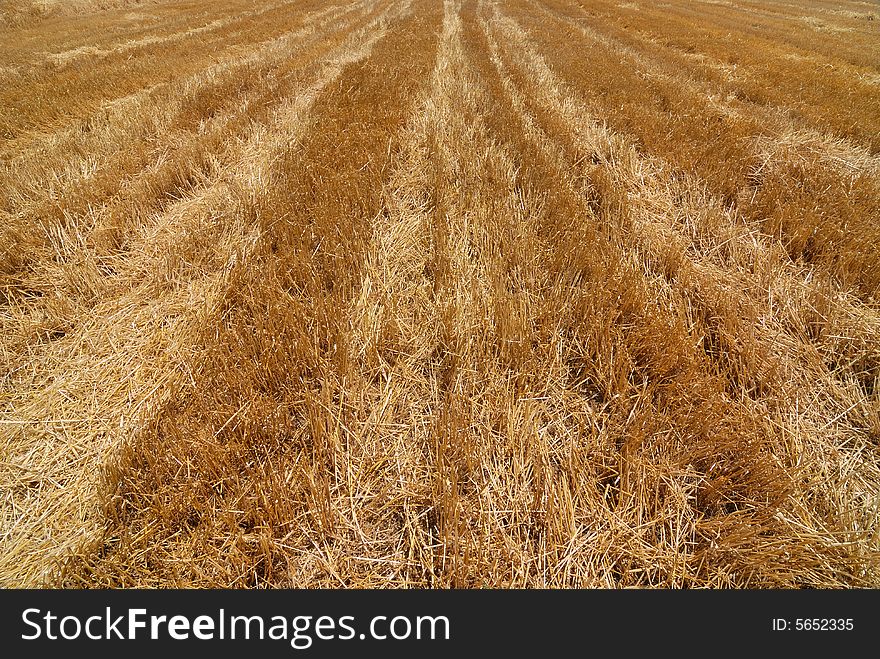 Horizontal view of an harvested field in summer. Horizontal view of an harvested field in summer