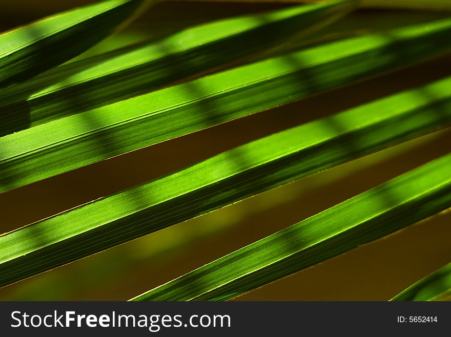 Close up view of green leaves