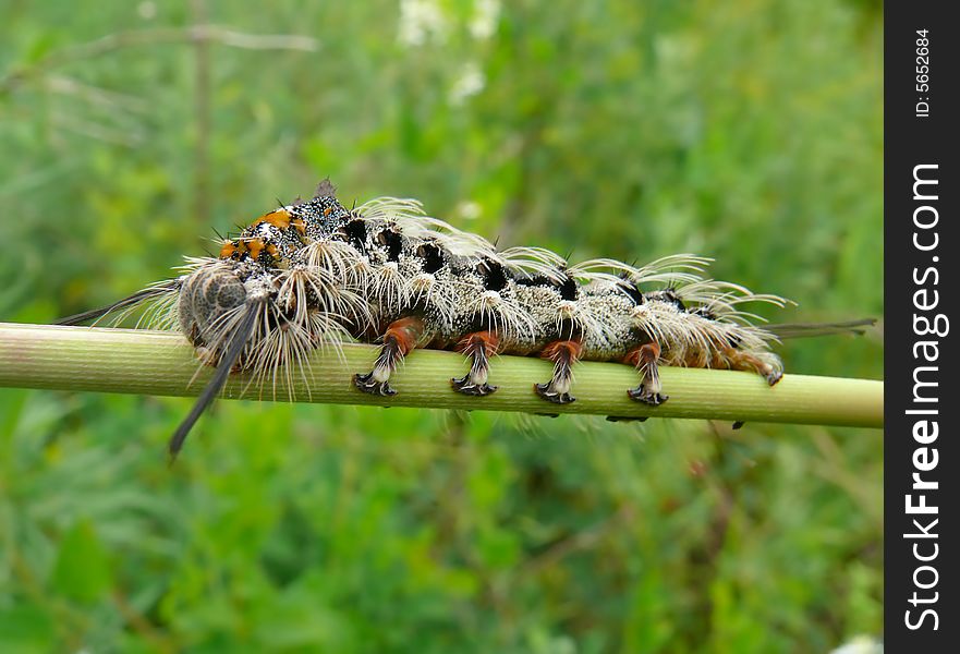 A close-up of the haired grey caterpillar on rod. Profile. Russian Far East, Primorye. A close-up of the haired grey caterpillar on rod. Profile. Russian Far East, Primorye.