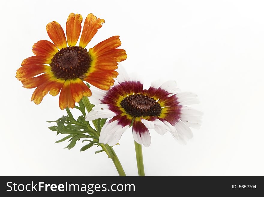 flowers with interesting petals  isolated on white background