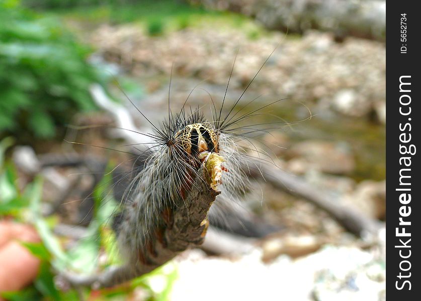 A close-up of the very haired caterpillar on rod. Russian Far East, Primorye. A close-up of the very haired caterpillar on rod. Russian Far East, Primorye.