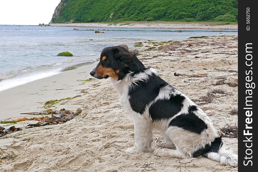 A dog sits at sand seabeach. Russian Far East, Primorye, Japanese sea. A dog sits at sand seabeach. Russian Far East, Primorye, Japanese sea.