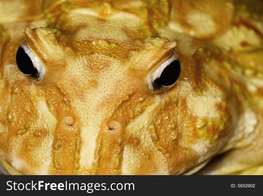 Close-up of an Albino Ornate Horned Frog (Ceratophrys ornate)