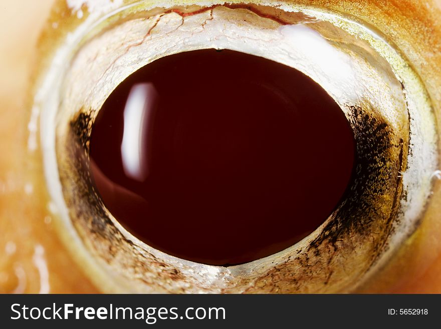 Close-up of an Albino Ornate Horned Frogï¿½s (Ceratophrys ornate) eye. Close-up of an Albino Ornate Horned Frogï¿½s (Ceratophrys ornate) eye