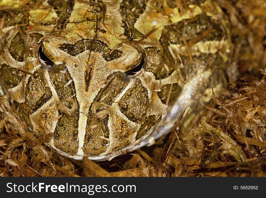 An Ornate Horned Frog (Ceratophrys ornate) blending in moss