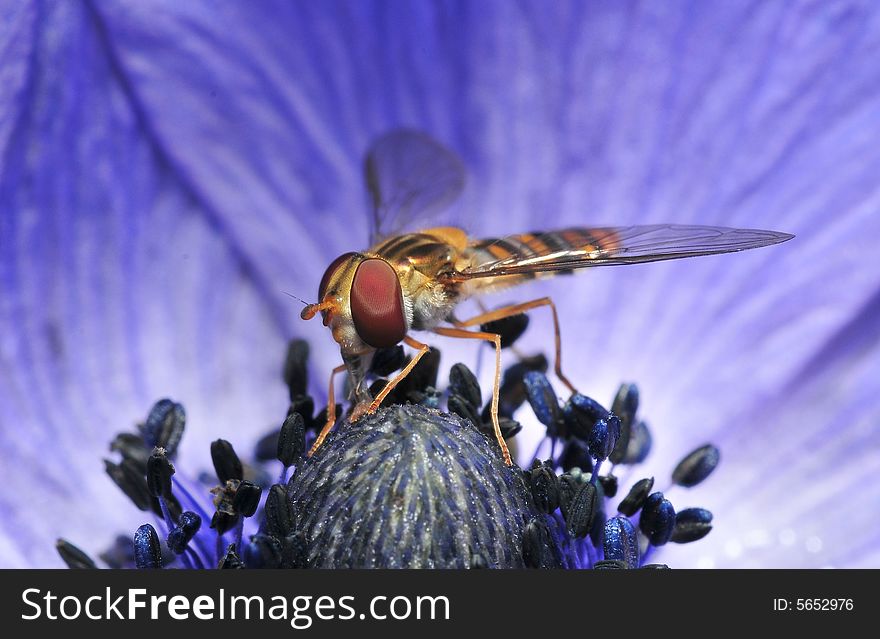 A young hoverfly searching for food