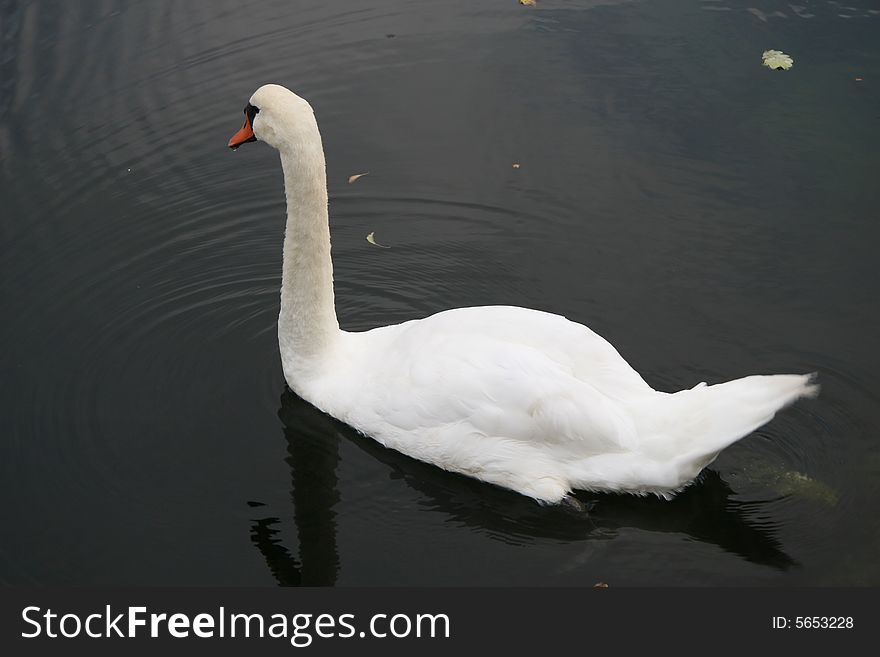 A common swan in ireland