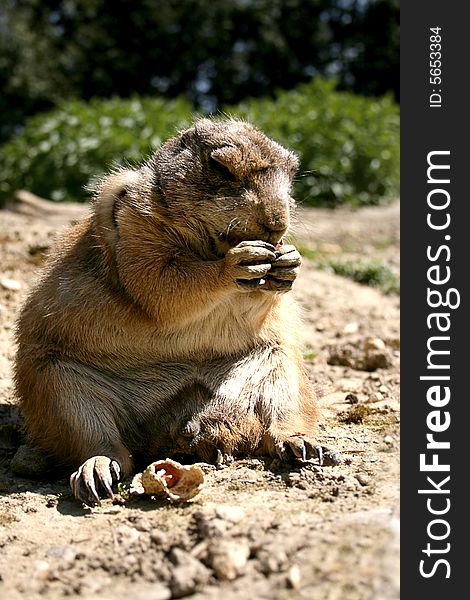 Tailed Prairie Dog