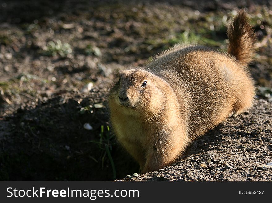 Tailed Prairie Dog