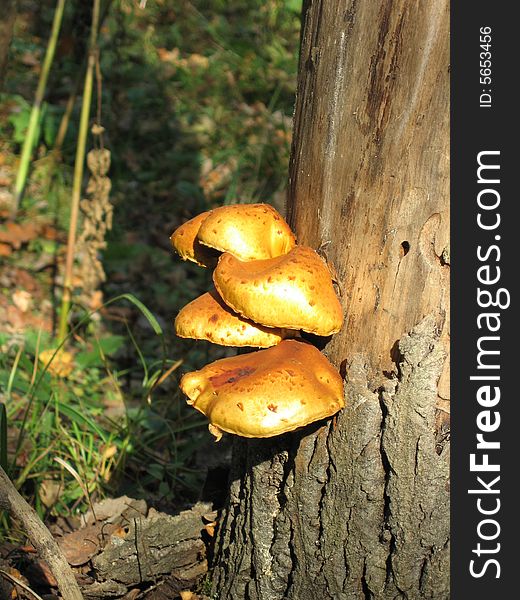 the mushrooms on the tree in the forest. the mushrooms on the tree in the forest