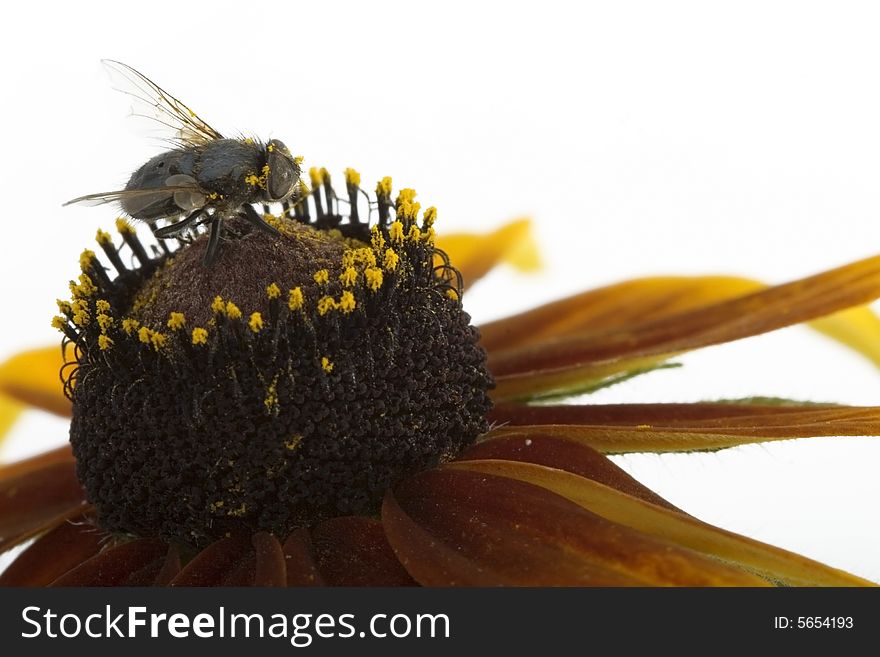 Fly sitting on  flower against the white background. Fly sitting on  flower against the white background